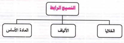 النسيج الرابط